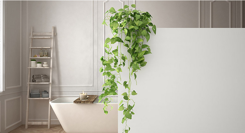 ivy-plant