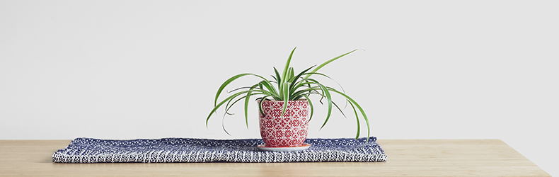spider-plants-for-bathroom